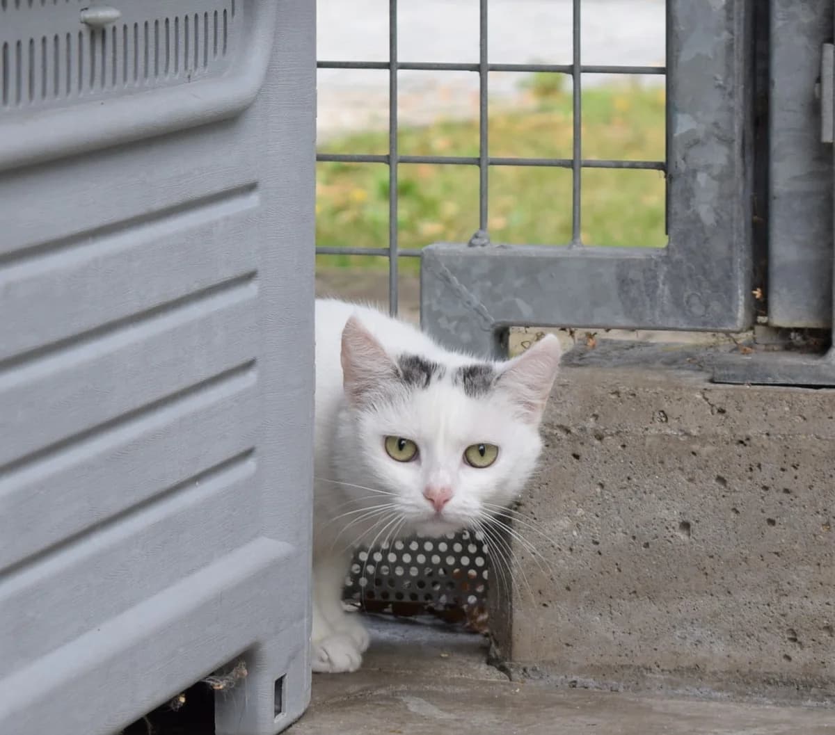 Rikki, female mixed breed for adoption at Kärntner Tierschutzverein Villach, Villach photo 2