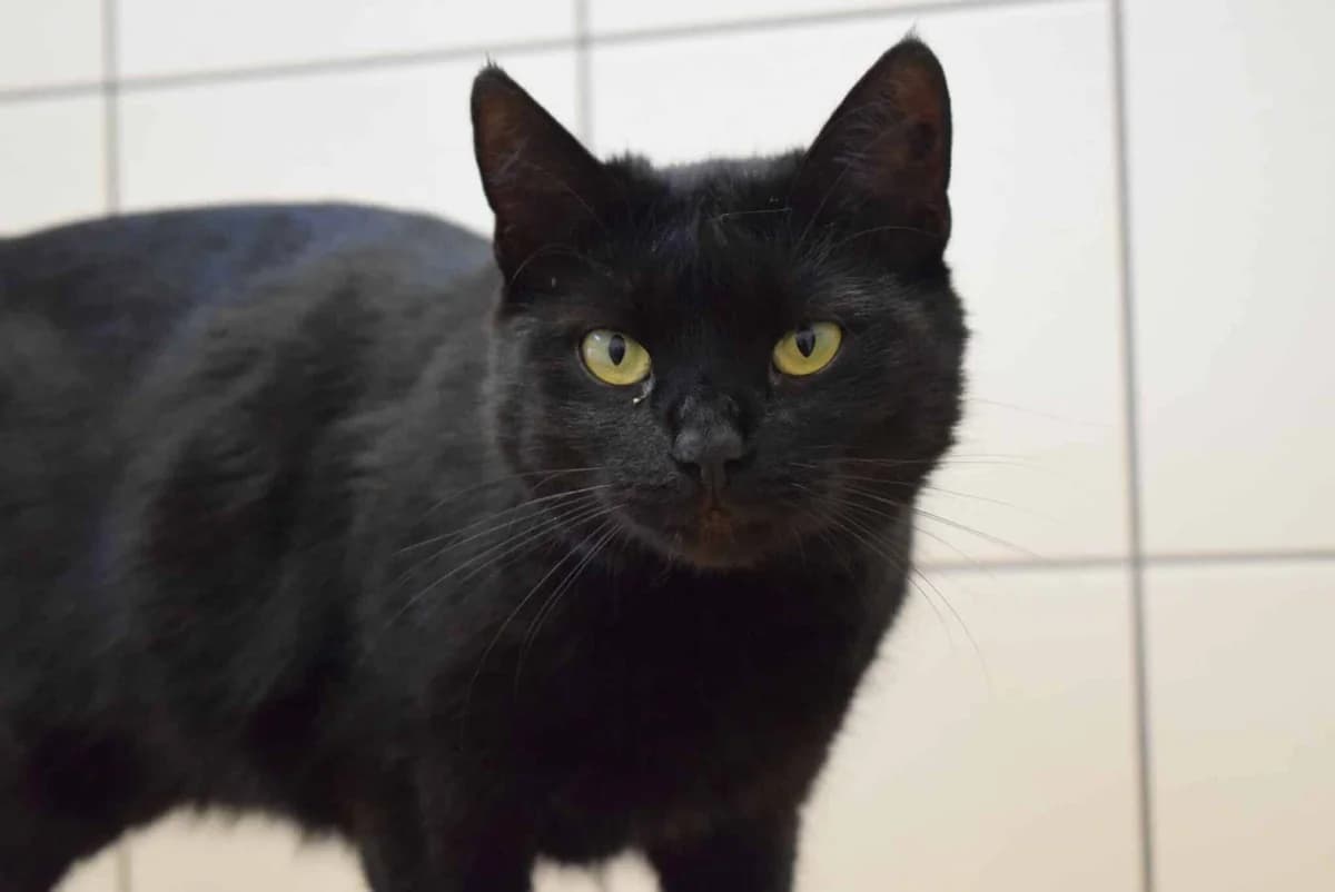 Eleven, female mixed breed for adoption at Villach