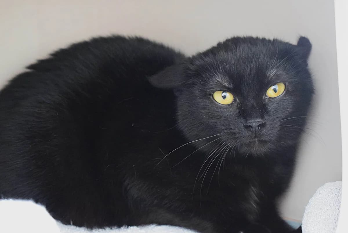 Diego, male mixed breed for adoption at Villach