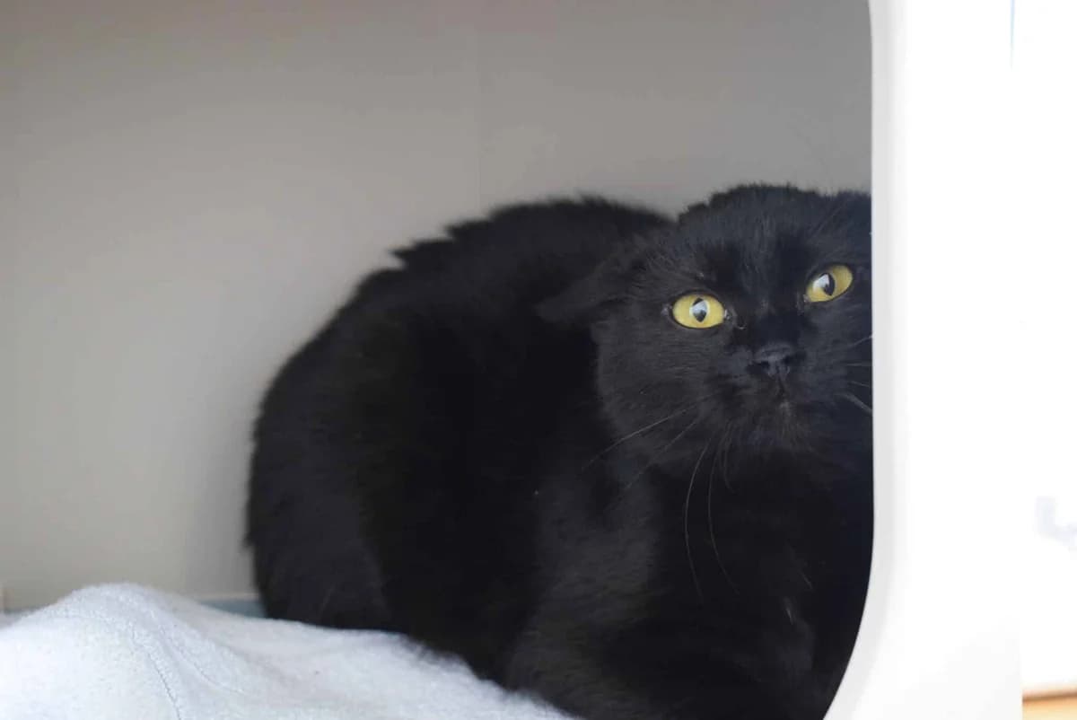 Diego, male mixed breed for adoption at Kärntner Tierschutzverein Villach, Villach photo 2