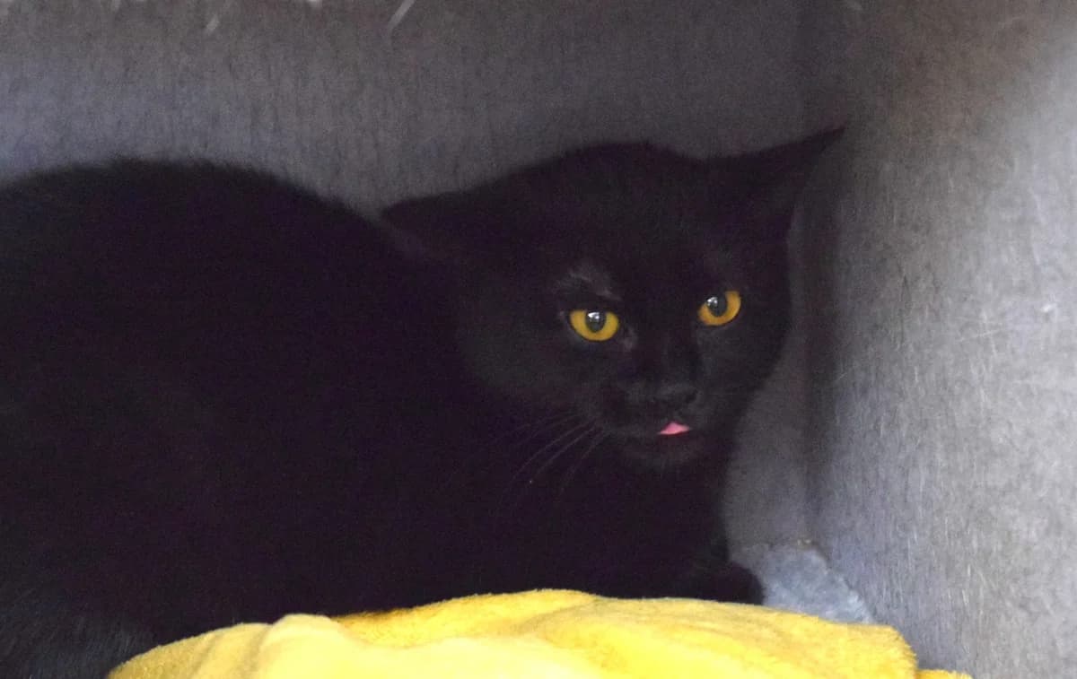 Diego, male mixed breed for adoption at Kärntner Tierschutzverein Villach, Villach photo 3