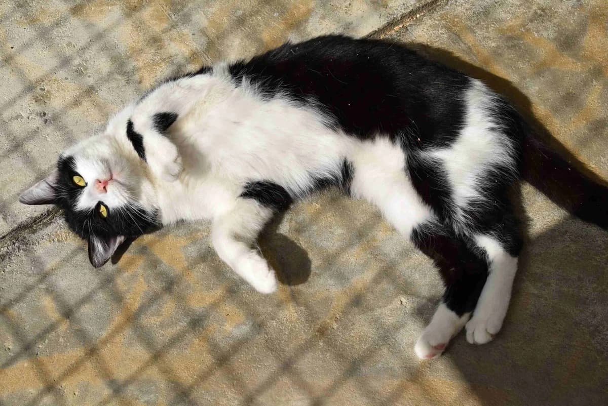 Mr. Miau, male mixed breed for adoption at Villach