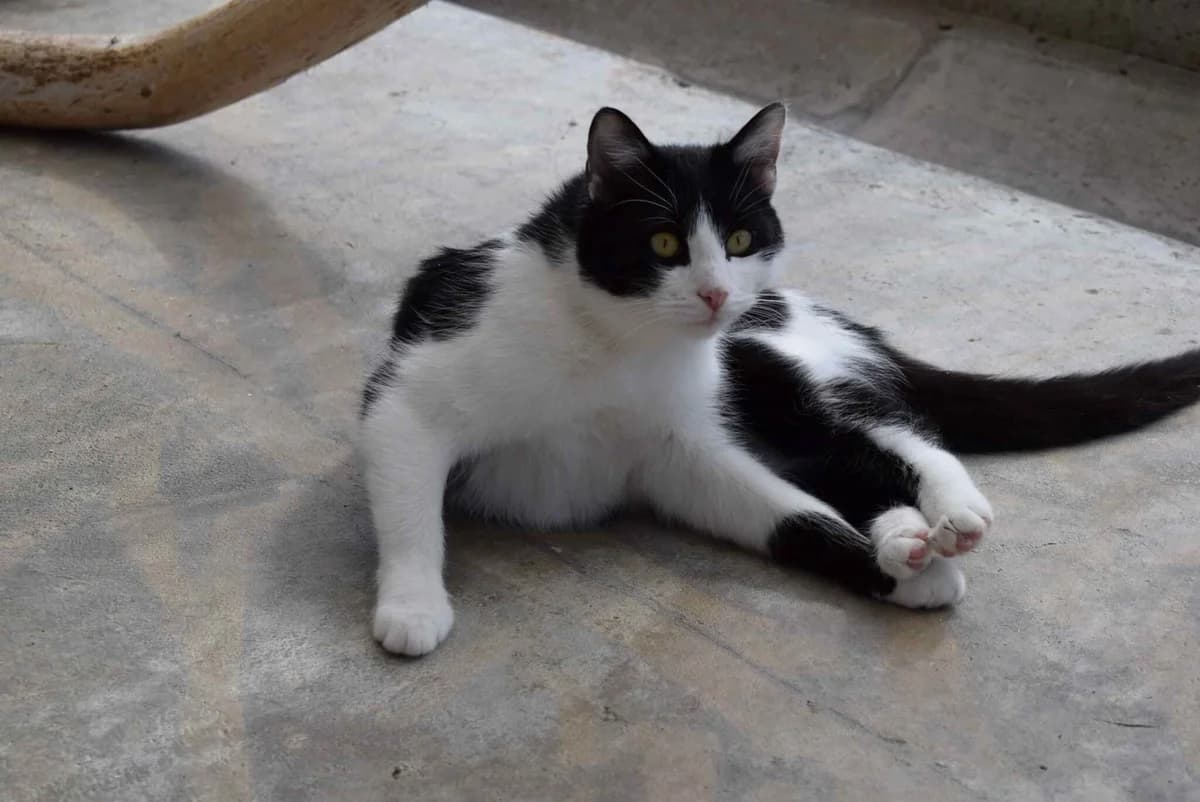 Mr. Miau, male mixed breed for adoption at Kärntner Tierschutzverein Villach, Villach photo 2