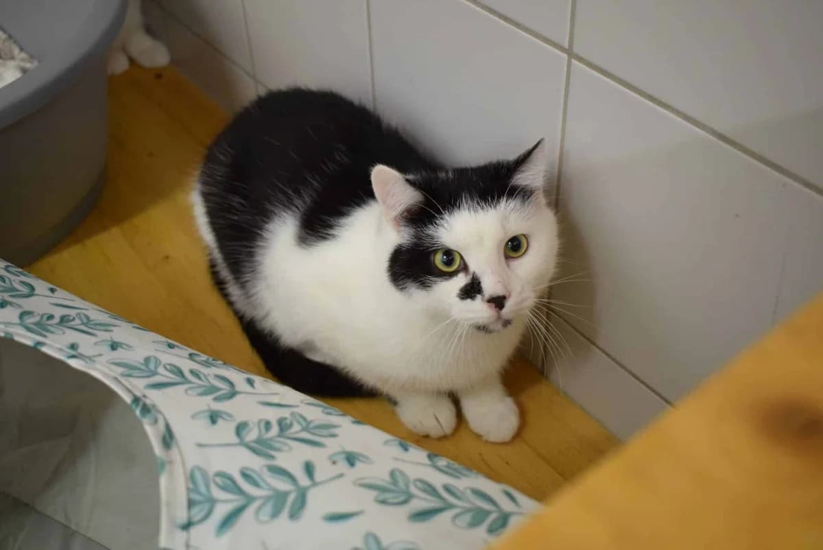 Raban, male mixed breed for adoption at Villach