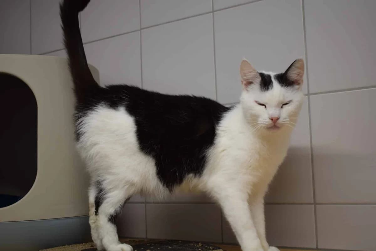 Erna, female mixed breed for adoption at Villach