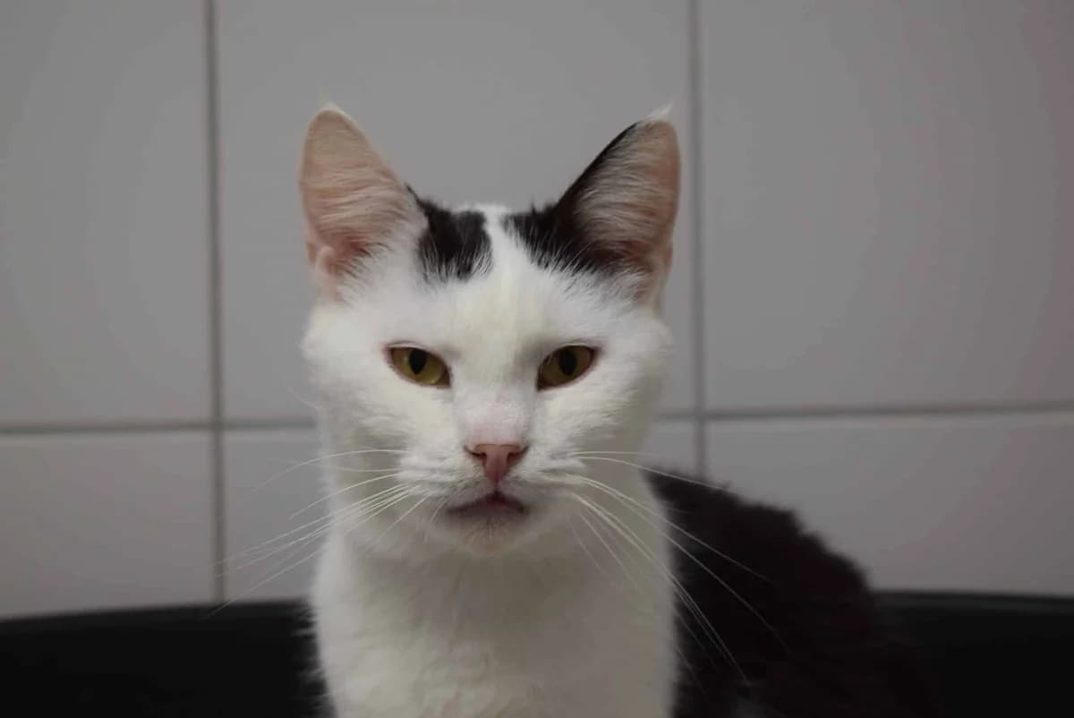 Erna, female mixed breed for adoption at Kärntner Tierschutzverein Villach, Villach photo 2