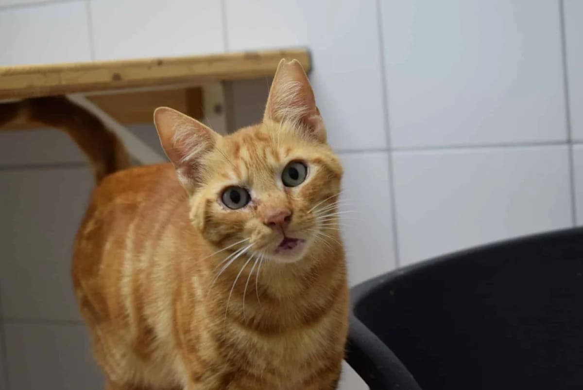 Johannes, male mixed breed for adoption at Villach