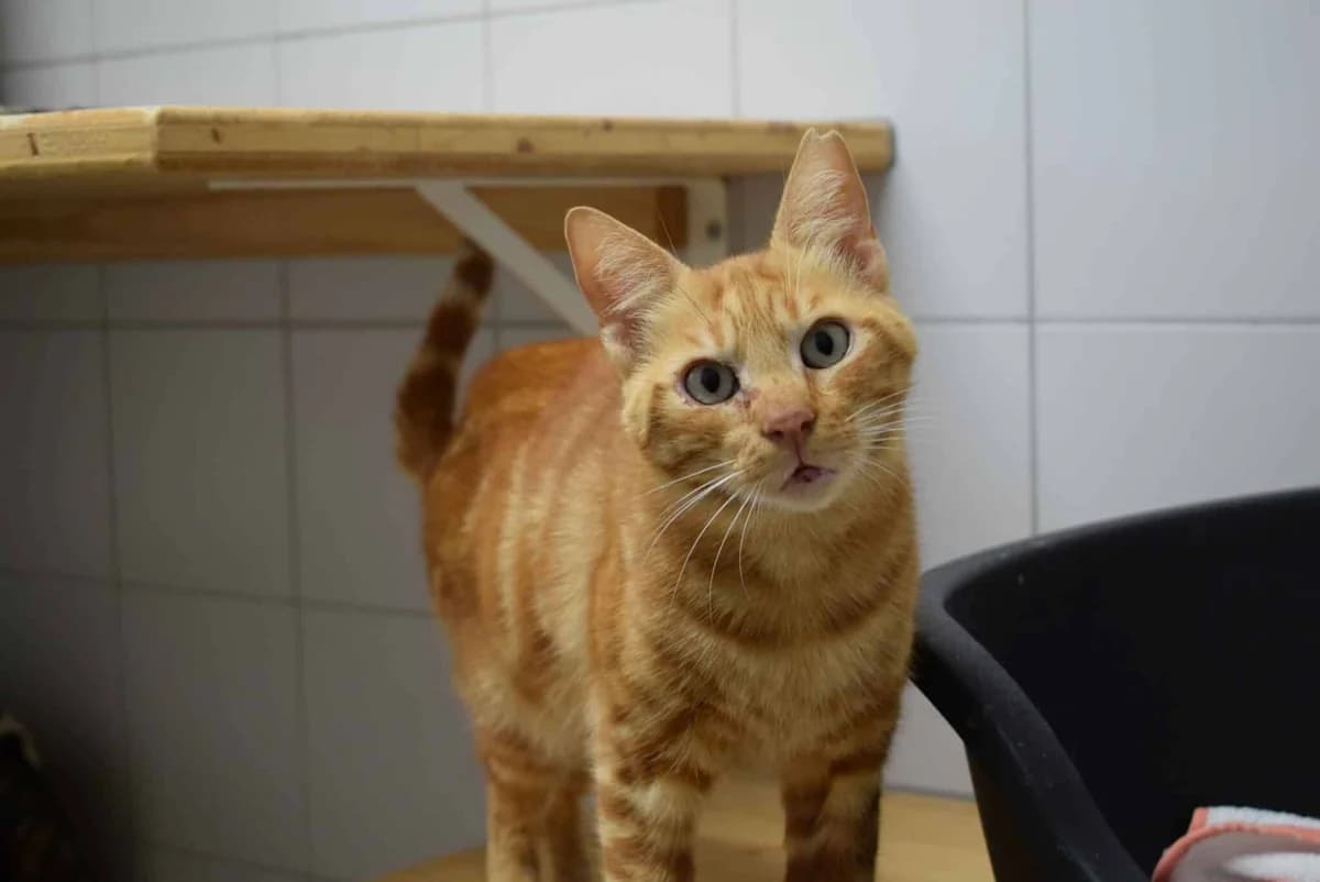 Toni, male mixed breed for adoption at Kärntner Tierschutzverein Villach, Villach photo 2