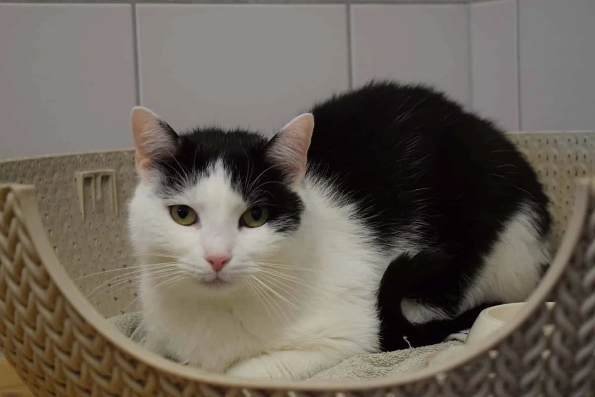 Johannes, male mixed breed for adoption at Kärntner Tierschutzverein Villach, Villach photo 3