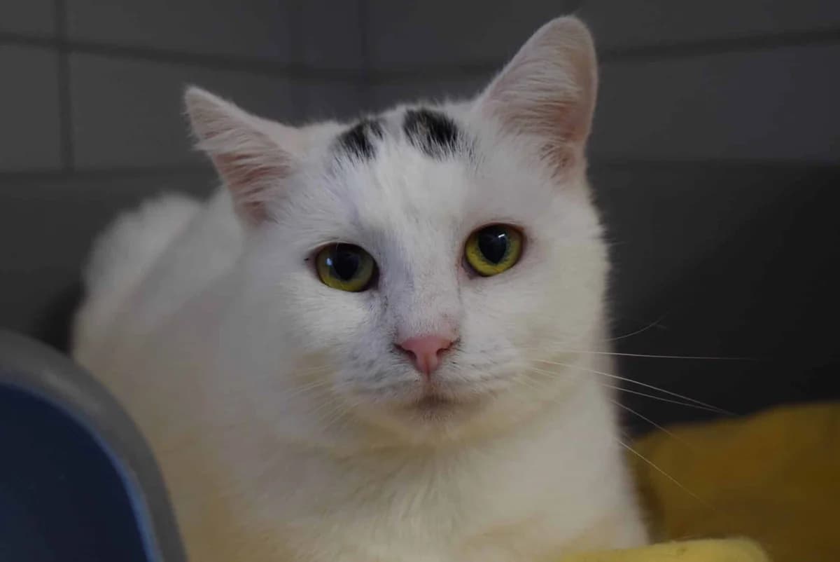 Ines, female mixed breed for adoption at Villach