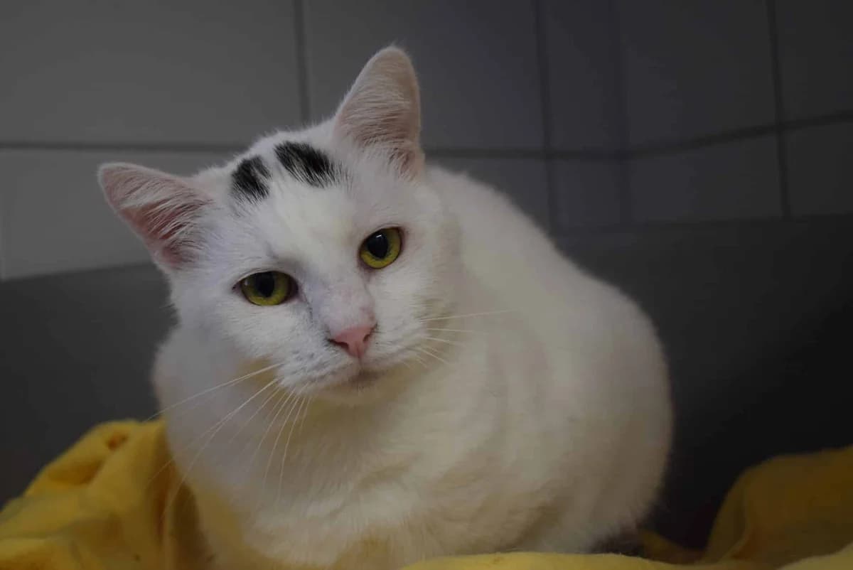 Ines, female mixed breed for adoption at Kärntner Tierschutzverein Villach, Villach photo 2