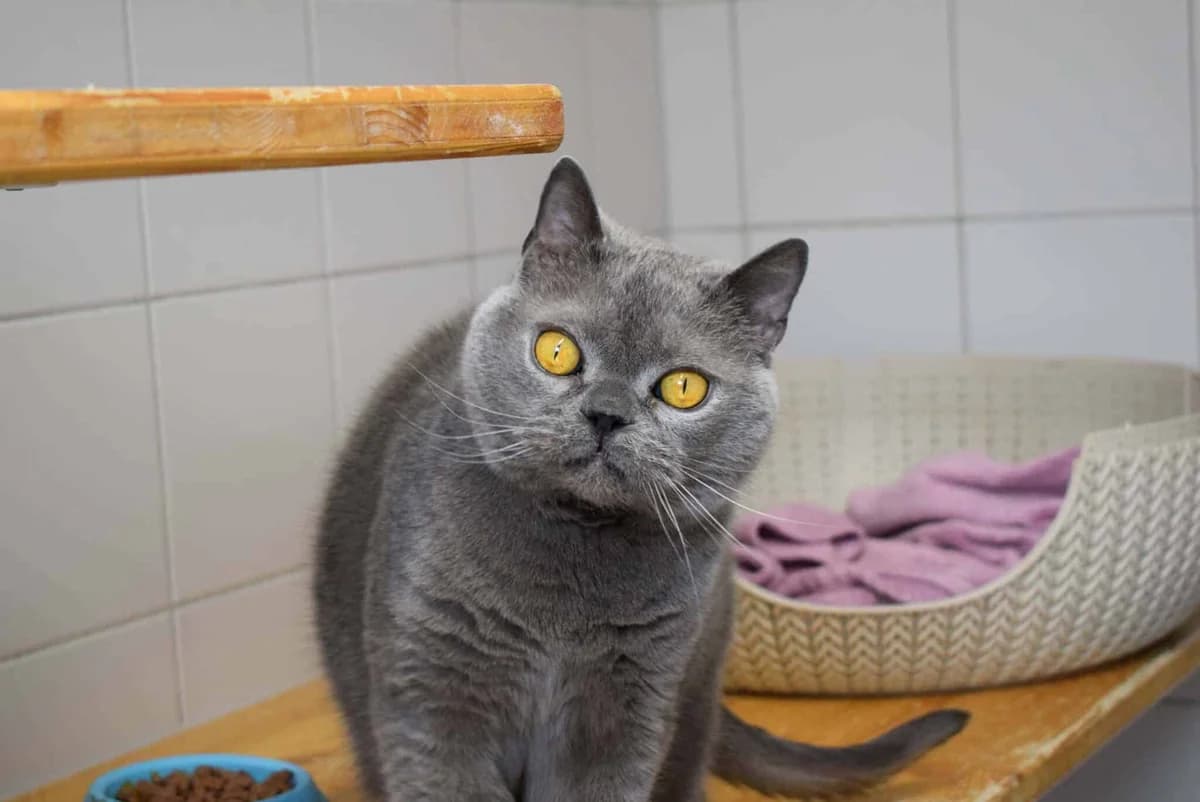 Holga, schwarz male senior British Shorthair for adoption at Kärntner Tierschutzverein Villach, Villach