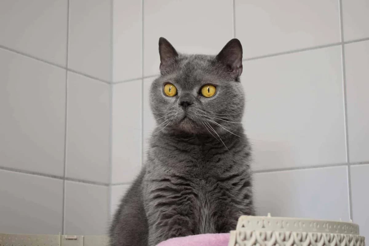Leon, blau male British Shorthair for adoption at Kärntner Tierschutzverein Villach, Villach — photo 2 of 2