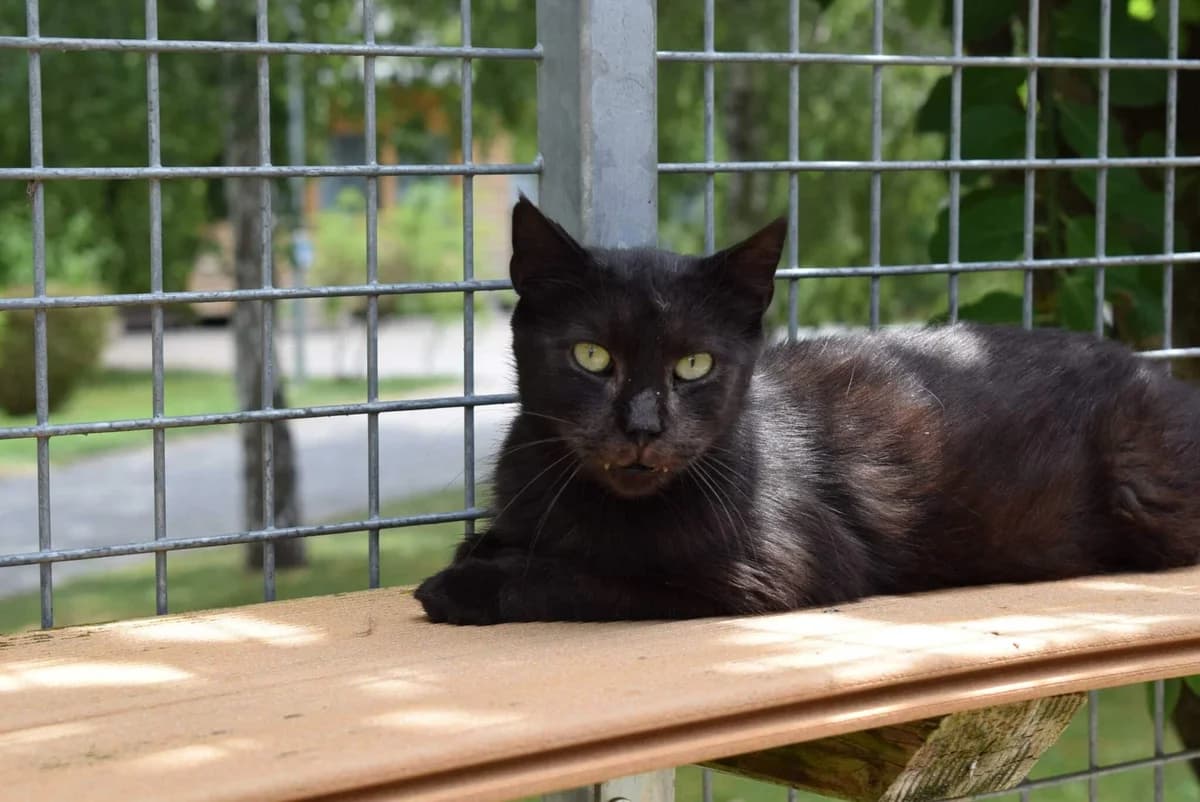 Cat Stevens, schwarz male 3yo mixed breed for adoption at Kärntner Tierschutzverein Villach, Villach