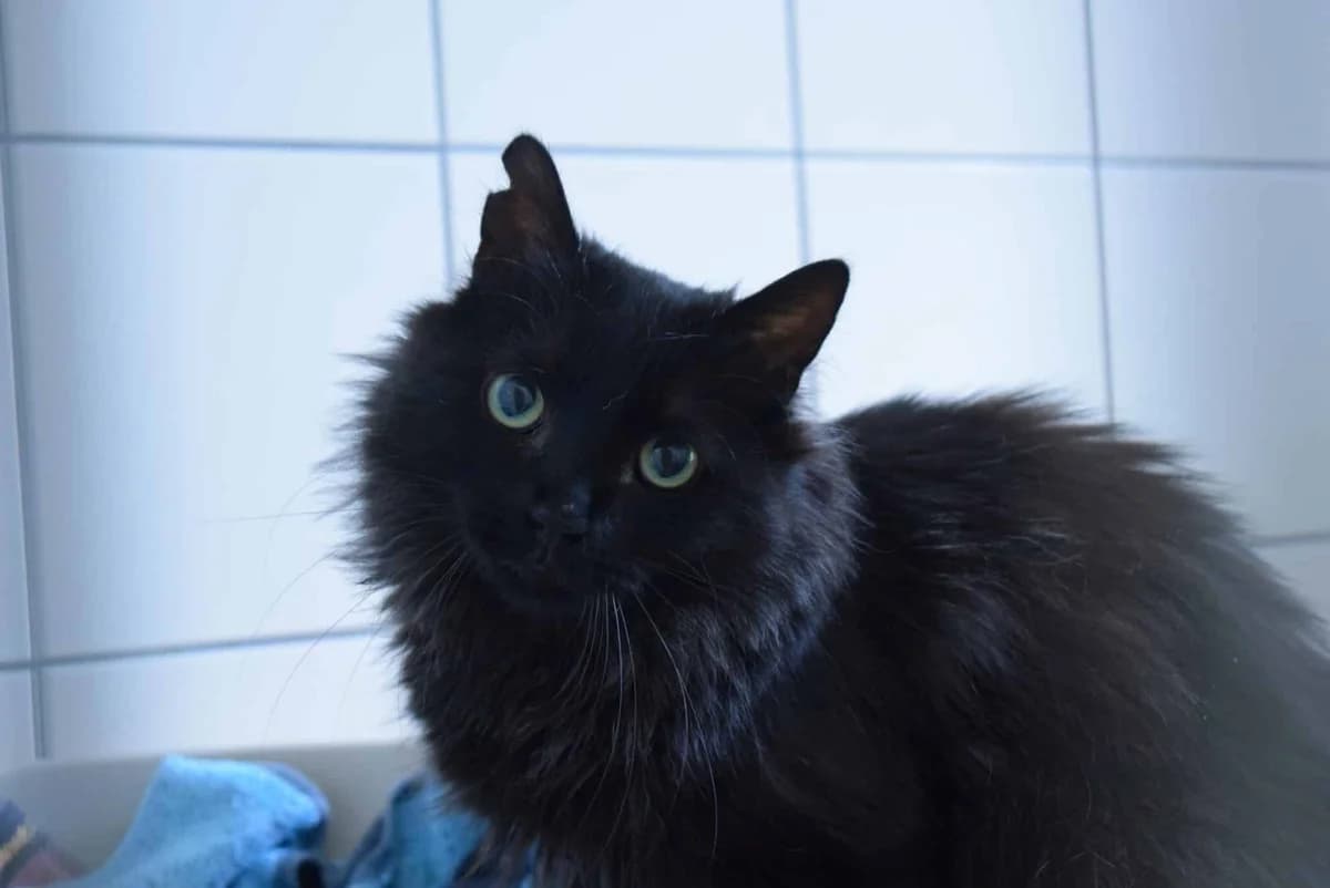 Fara, beige/ grau getigert female 3yo mixed breed for adoption at Kärntner Tierschutzverein Villach, Villach