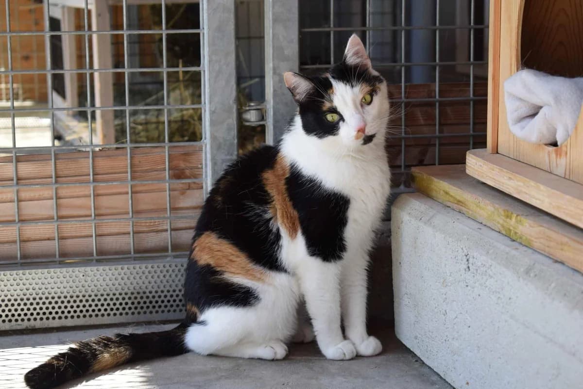 Rose, 3- färbig female 4yo mixed breed for adoption at Kärntner Tierschutzverein Villach, Villach