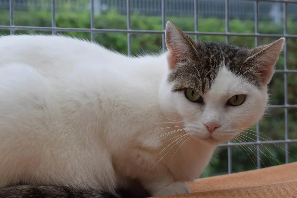 Roxana, female mixed breed for adoption at Villach