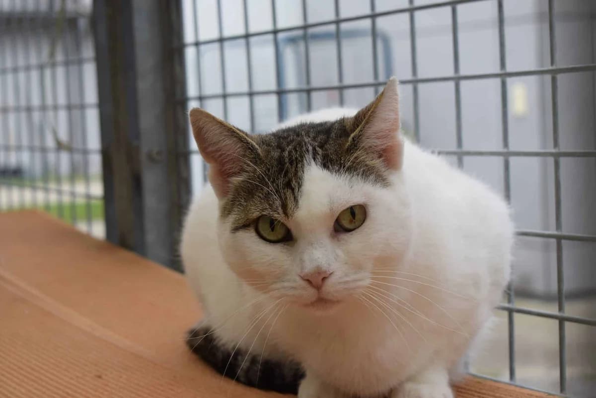 Roxana, female mixed breed for adoption at Kärntner Tierschutzverein Villach, Villach photo 2