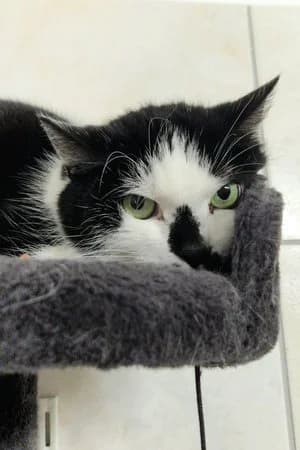 Cora, schwarz-weiß female mixed breed for adoption at Tierheim Wels, Wels — photo 4 of 4