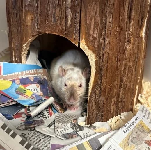 Freud, siam male mixed breed for adoption at Tierheim Wels, Wels