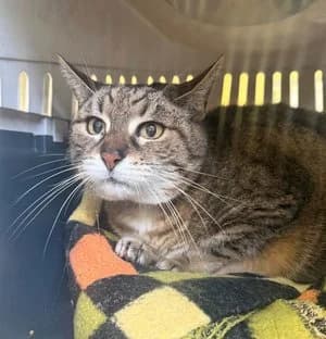 Kiku, brauntiger-weiß female mixed breed for adoption at Tierheim Wels, Wels — photo 2 of 2