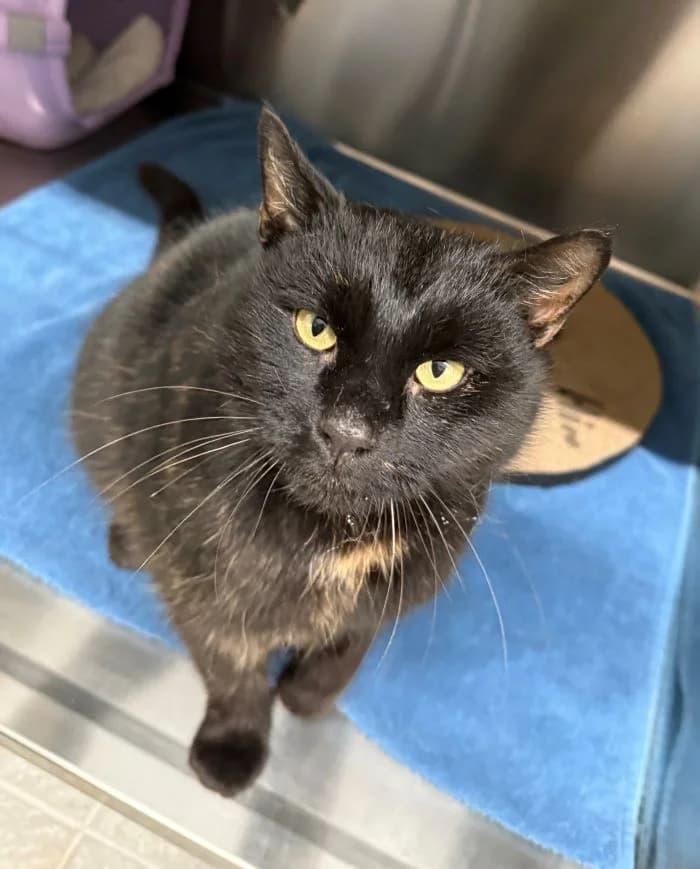 Liora, schildpatt female mixed breed for adoption at Tierheim Wels, Wels