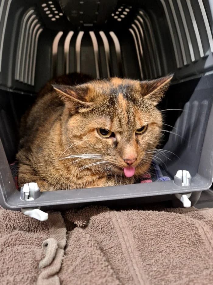 Bella, brauntiger mit rot female mixed breed for adoption at Tierheim Wels, Wels