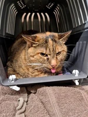 Bella, brauntiger mit rot female mixed breed for adoption at Tierheim Wels, Wels — photo 2 of 2