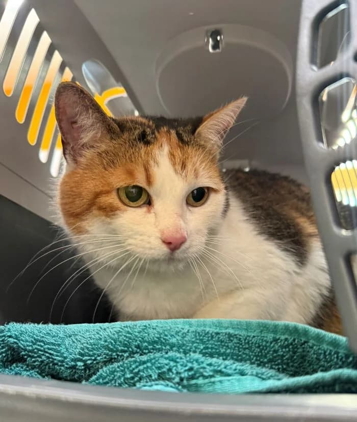 Sissi, tricolor female mixed breed for adoption at Tierheim Wels, Wels