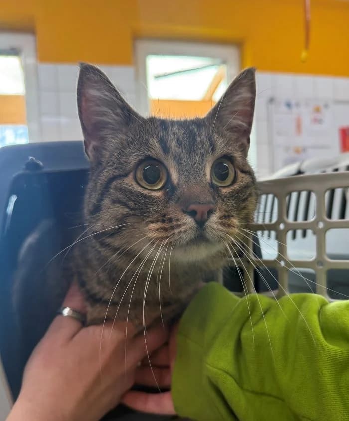 Momo, brauntiger male mixed breed for adoption at Tierheim Wels, Wels