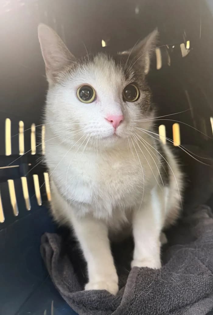 Nayla, brauntiger-weiß female mixed breed for adoption at Tierheim Wels, Wels