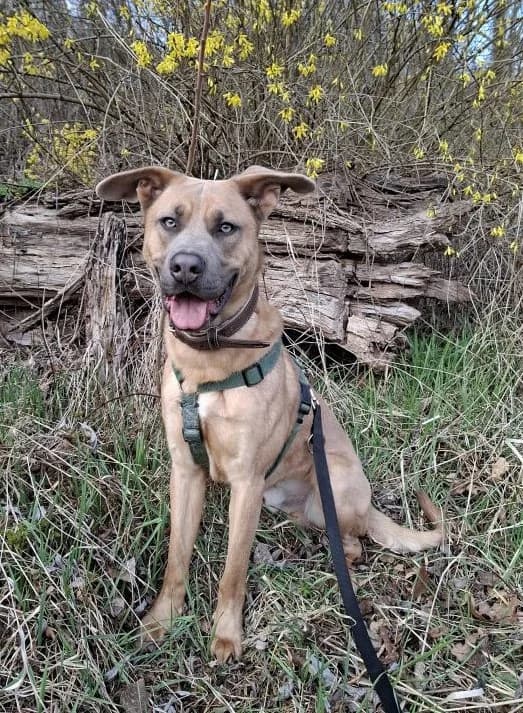 Yoda, beige male puppy Mixed Breed for adoption at Tierheim Wels, Wels