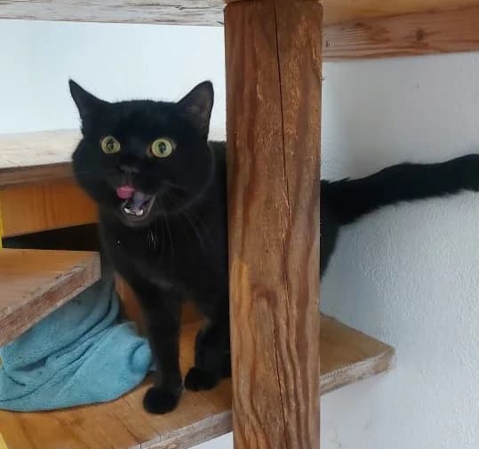 Moggie, schwarz male mixed breed for adoption at Tierheim Wels, Wels