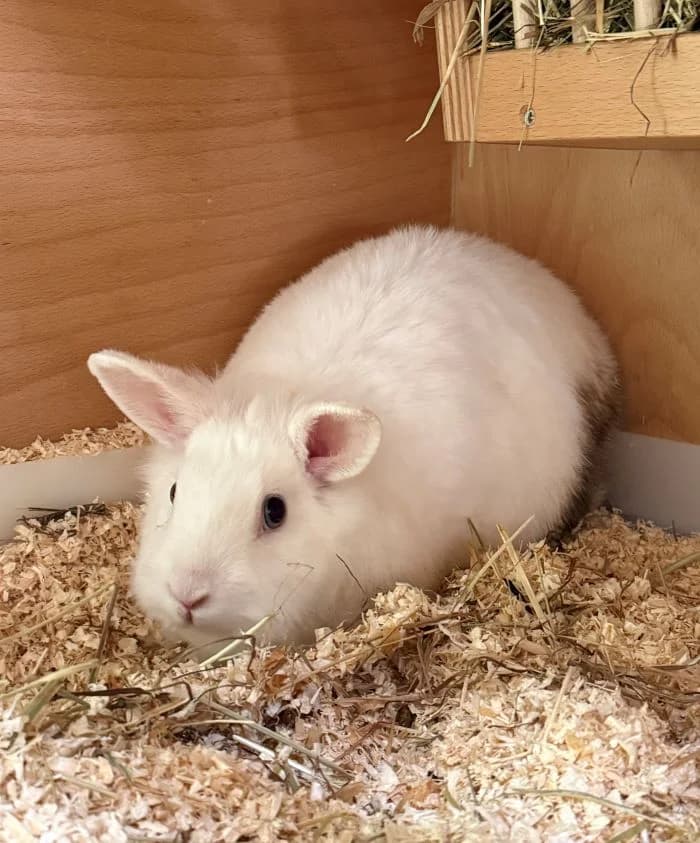 Snowball, weiß female mixed breed for adoption at Tierheim Wels, Wels