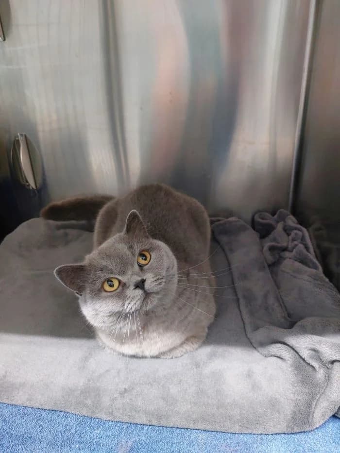 Sunshine, blau female puppy British Shorthair for adoption at Tierheim Wels, Wels
