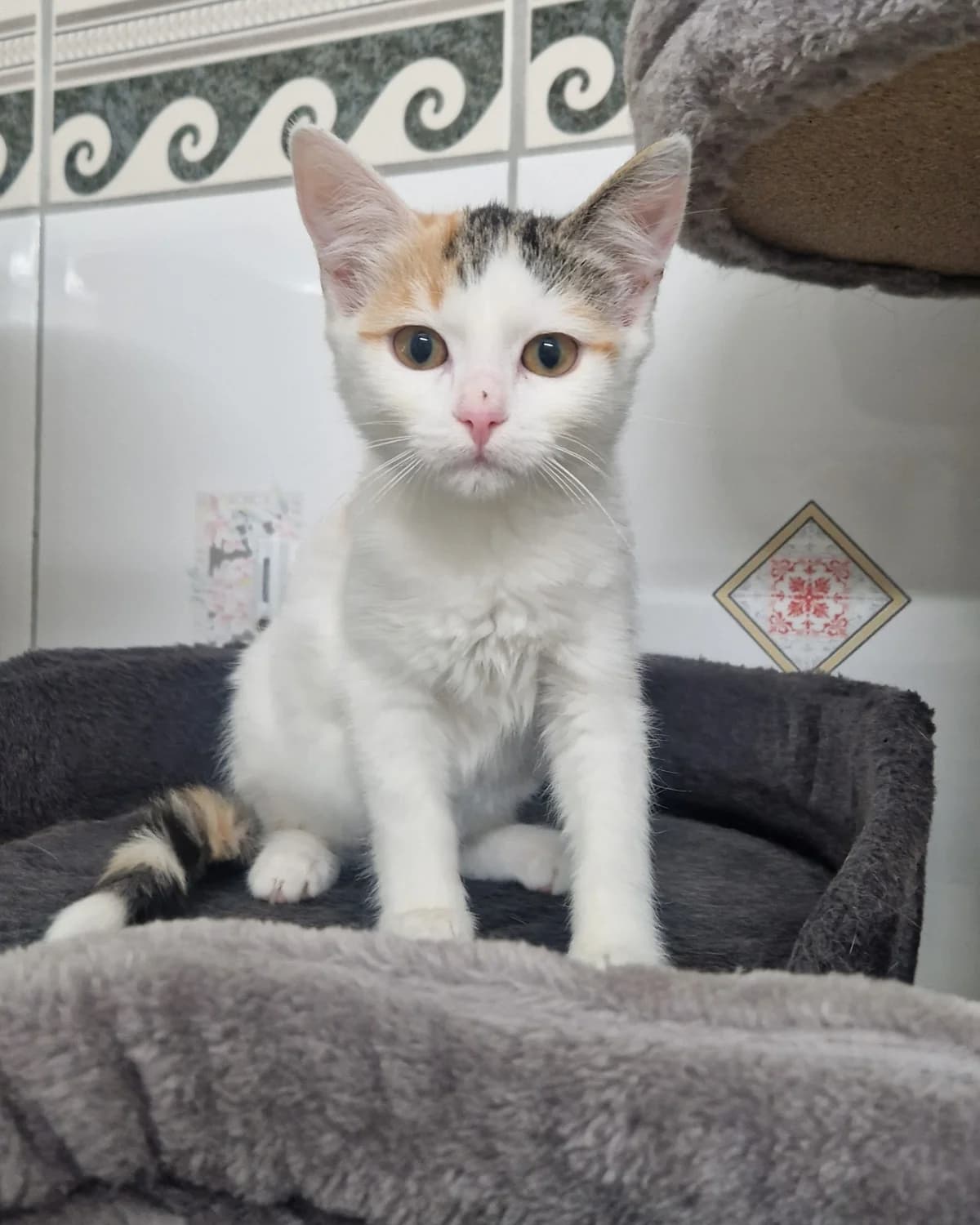 Abeja, tricolor female mixed breed for adoption at Tierheim Wels, Wels