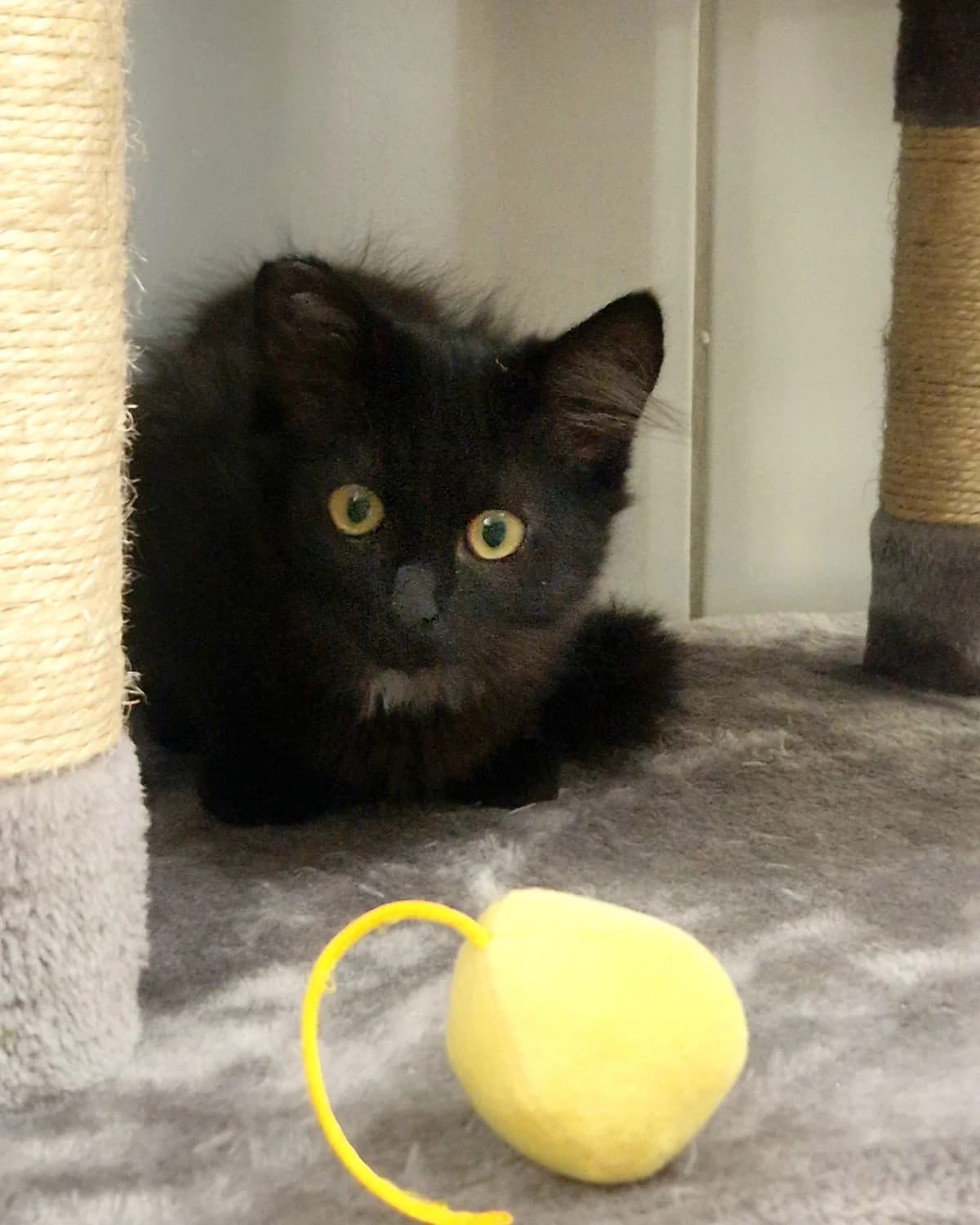 Kaiju, schwarz male mixed breed for adoption at Tierheim Wels, Wels