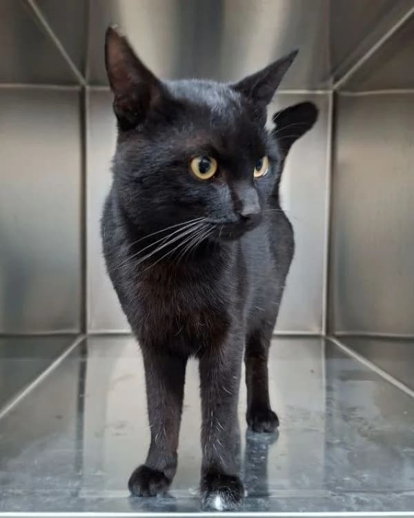 Stui, schwarz male mixed breed for adoption at Tierheim Wels, Wels