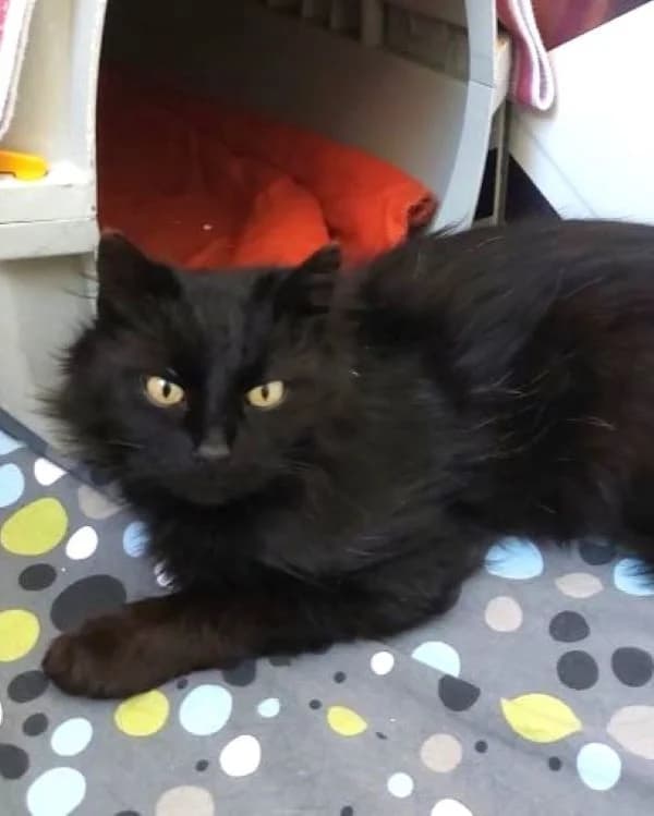 Rey, schwarz male mixed breed for adoption at Tierheim Wels, Wels
