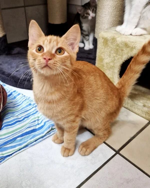 Leora, rottiger female mixed breed for adoption at Tierheim Wels, Wels