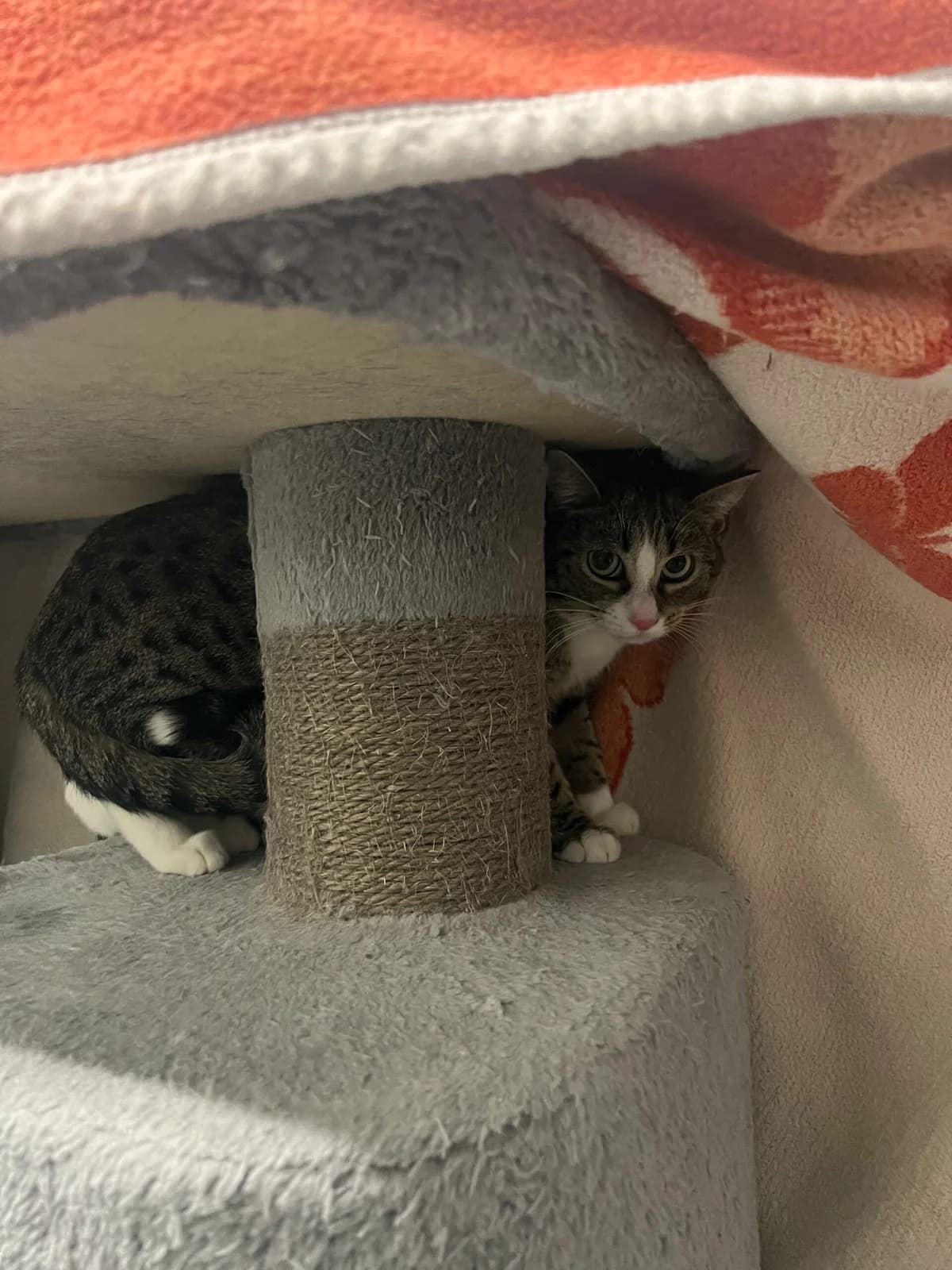 Abra, braun-grau getigert mit weiß female 4yo European Shorthair for adoption at Tierschutzverein Wolfsberg, Wolfsberg