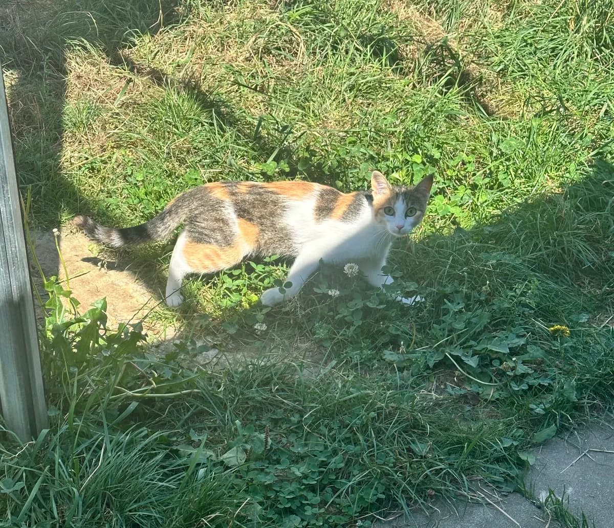 Adele, tricolor female European Shorthair for adoption at Tierschutzverein Wolfsberg, Wolfsberg