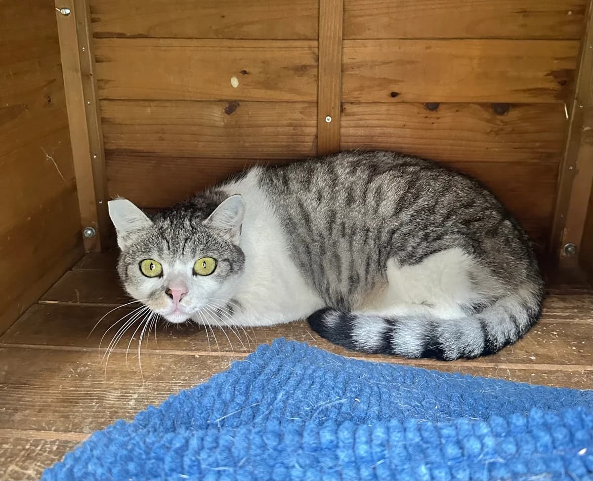 Albert, grau-weiß getigert male young European Shorthair for adoption at Tierschutzverein Wolfsberg, Wolfsberg
