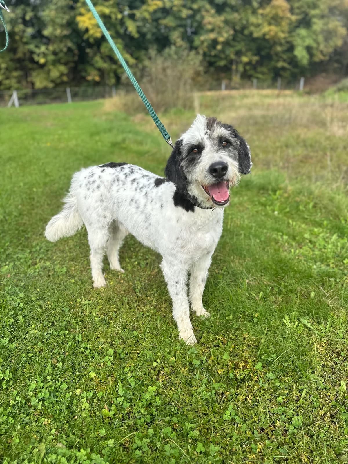 Ares, weiß-schwarz male mixed breed for adoption at Tierschutzverein Wolfsberg, Wolfsberg