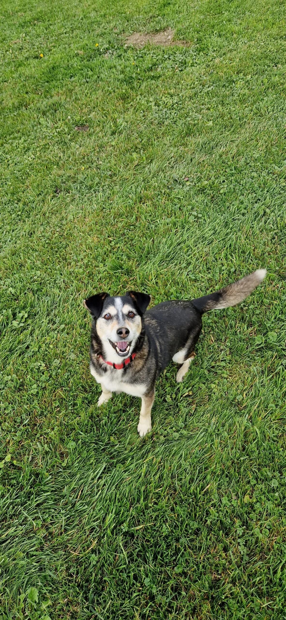 Ayka, tricolor female senior Husky for adoption at Tierschutzverein Wolfsberg, Wolfsberg