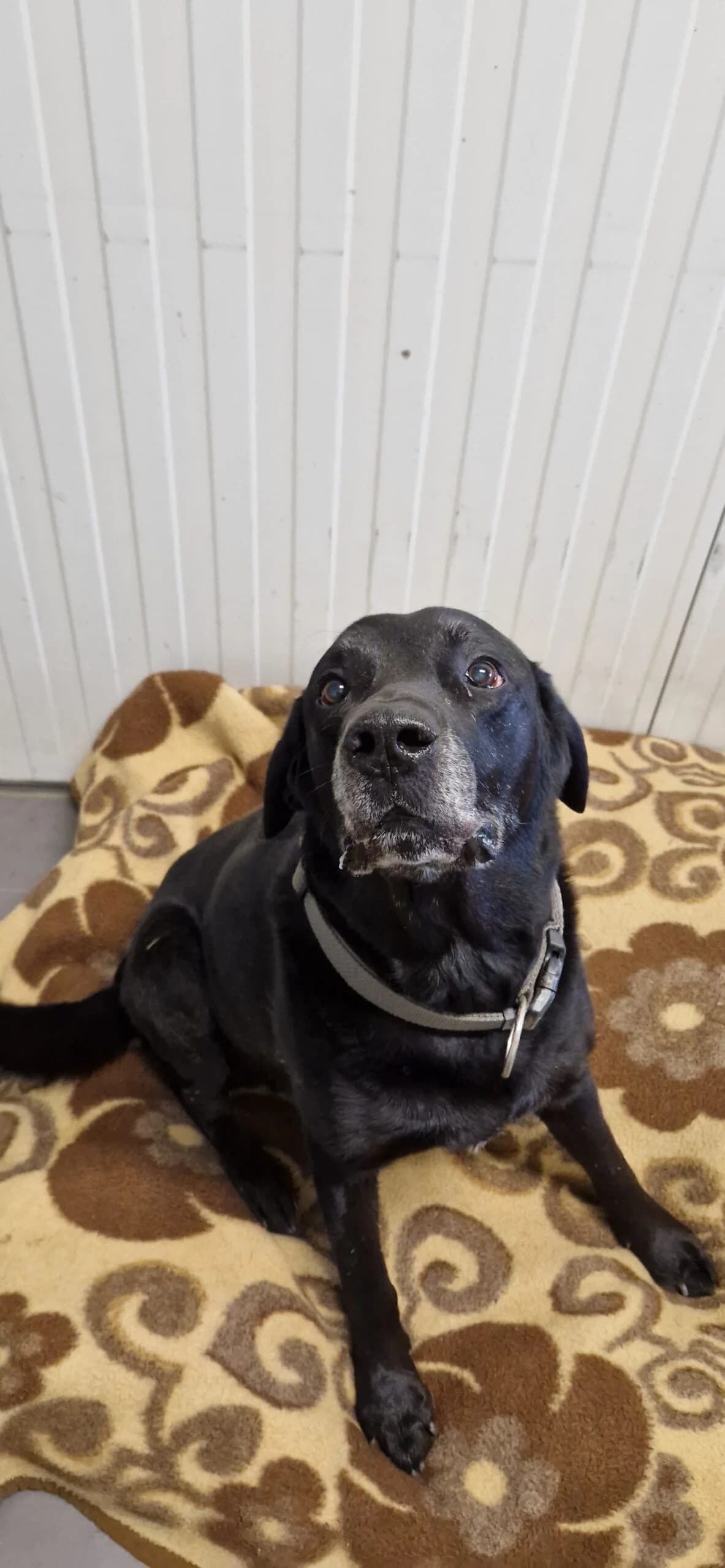 Blacky, schwarz male senior Labrador Retriever for adoption at Tierschutzverein Wolfsberg, Wolfsberg