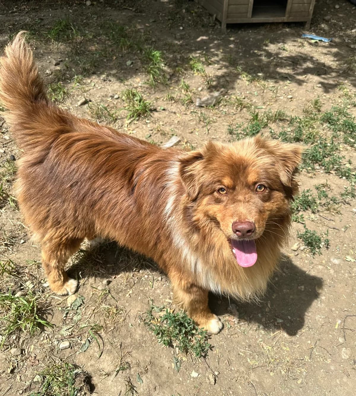 Brownie, braun-weiß male young Australian Shepherd for adoption at Tierschutzverein Wolfsberg, Wolfsberg