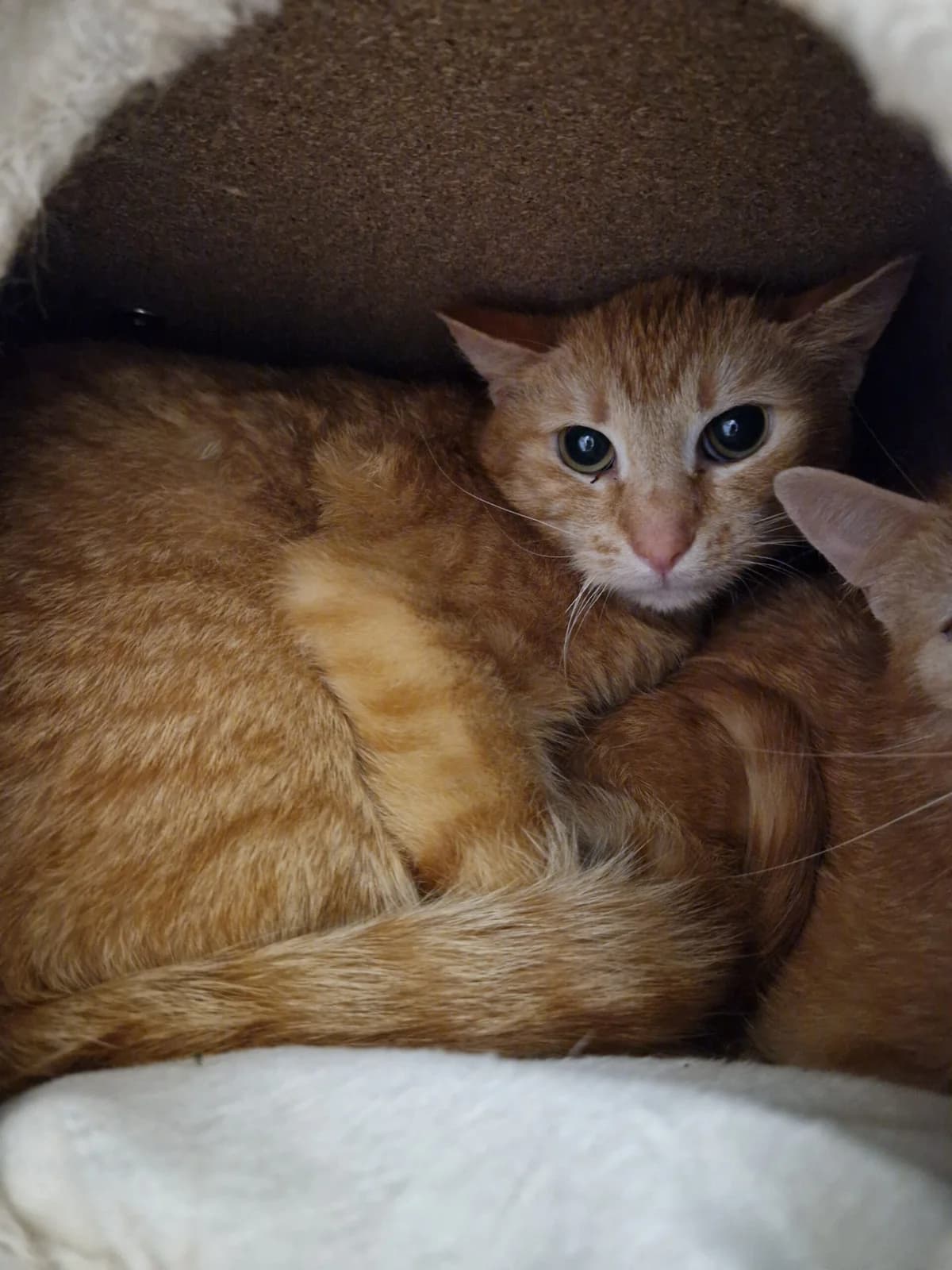 Dumbo, rot getigert male European Shorthair for adoption at Tierschutzverein Wolfsberg, Wolfsberg