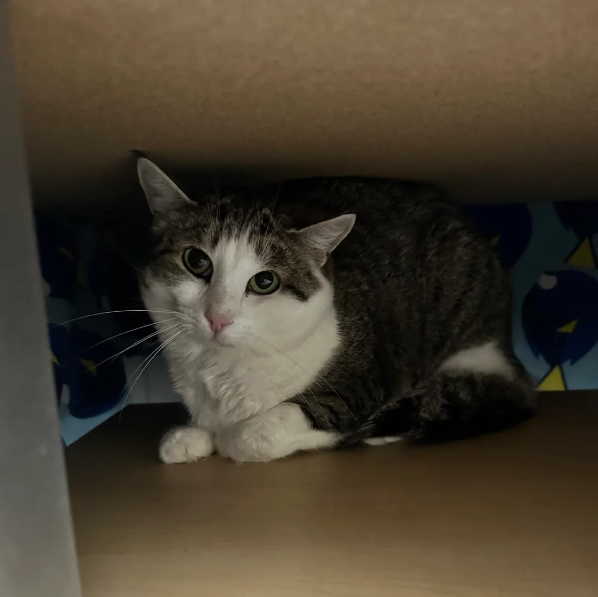 Elisa, grau-weiß getigert female European Shorthair for adoption at Tierschutzverein Wolfsberg, Wolfsberg