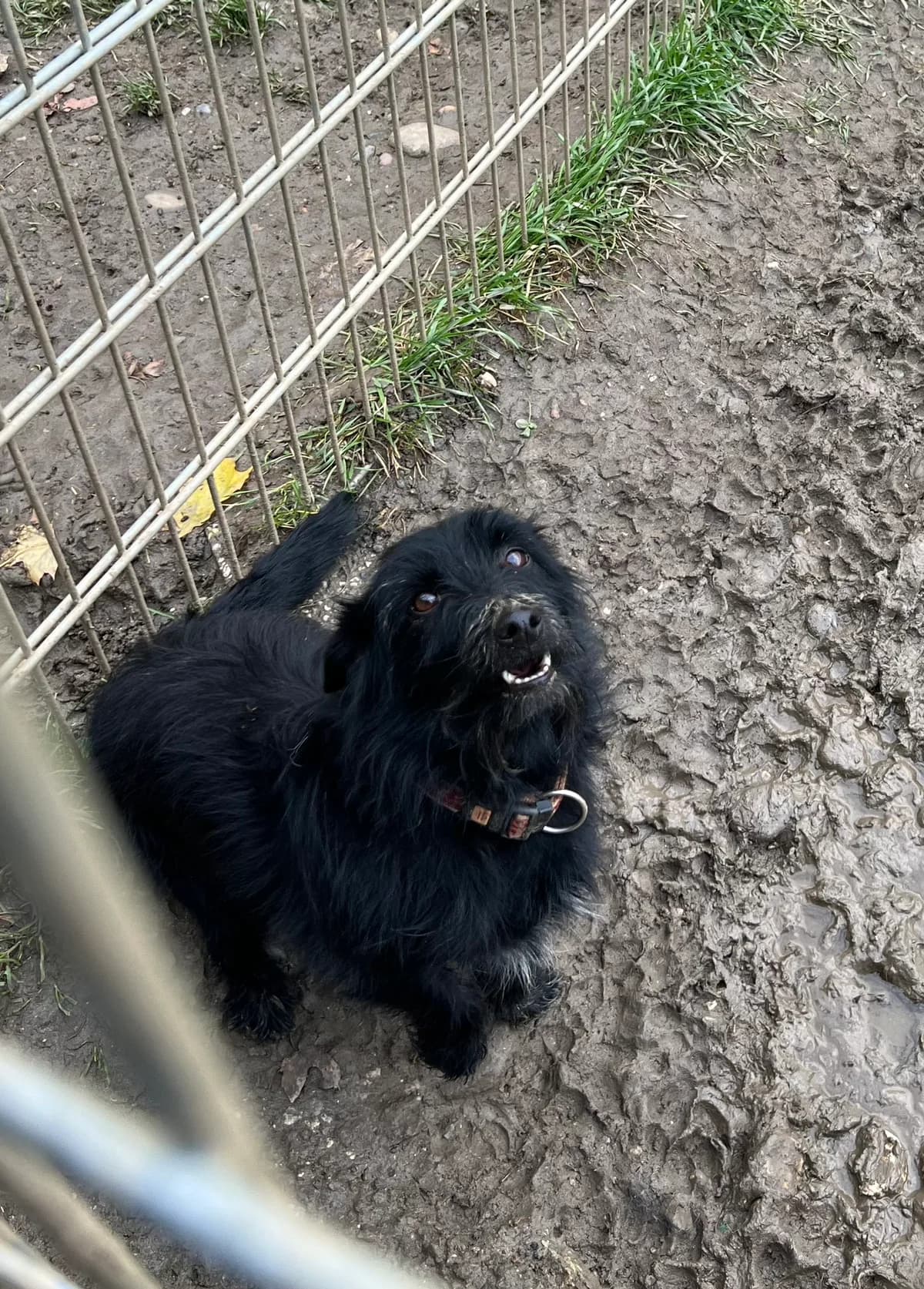 Goofy, Schwarz male Dachshund for adoption at Tierschutzverein Wolfsberg, Wolfsberg